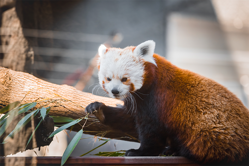 Красная панда: что ты за зверь такой? — ШКОЛА.МОСКВА
